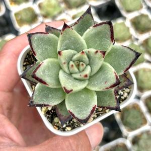 多肉植物 エケベリア ピュアラブ 7.5cmポット苗 : ハニーミント - 通販