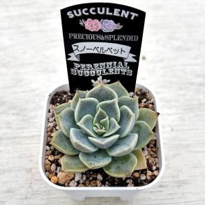 多肉植物 エケベリア スノーベルベット 7.5...の詳細画像1
