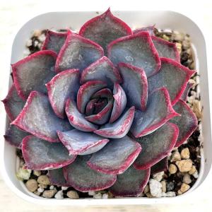 多肉植物 エケベリア ダークアイス 7.5cm...の詳細画像1