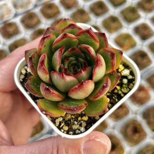 多肉植物 エケベリア スヨン錦 7.5cmポット苗 : ハニーミント - 通販