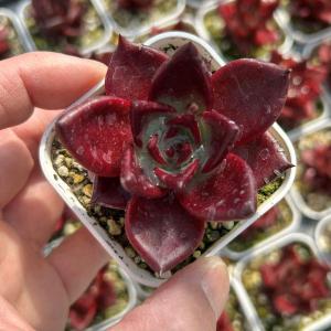 多肉植物 エケベリア ブラックサバス 9cmポット 観葉植物 インテリア