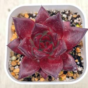 多肉植物 エケベリア アガボイデス エボニーブ...の詳細画像1