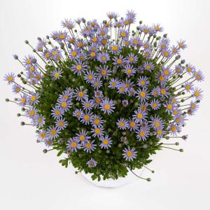 【当店農場生産】ブルーデージー フェリシティ リーディングレディ 9cmポット苗 寒さに強い！