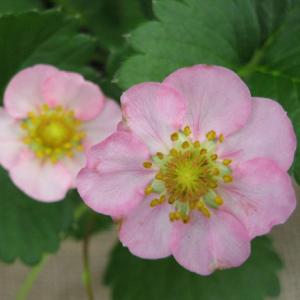 【当店農場生産】鈴なりピンク花いちご ガザーナ...の詳細画像1