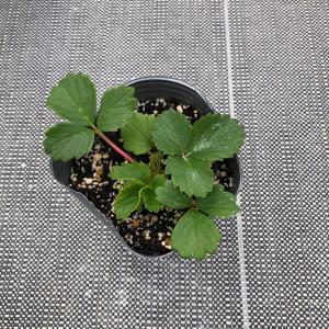 【当店農場生産】鈴なりピンク花いちご ガザーナ...の詳細画像2