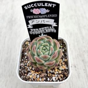多肉植物 エケベリア アンバー 7.5cmポット苗の詳細画像1