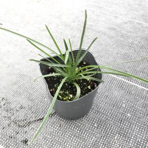 【当店農場生産】クラスペディア ゴルフビューテ...の詳細画像2