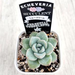 多肉植物 エケベリア シュークリーム(クリーム...の詳細画像2