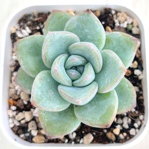 多肉植物 エケベリア シュークリーム(クリーム...の詳細画像1