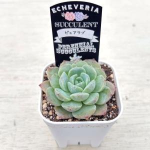 多肉植物 エケベリア ピュアラブ 7.5cmポット苗の詳細画像1