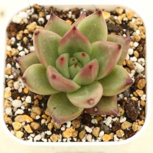 多肉植物 エケベリア ピーチフレグランス 7.5cmポット苗