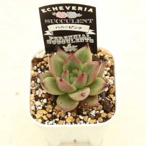多肉植物 エケベリア ハニーピンク 7.5cm...の詳細画像1