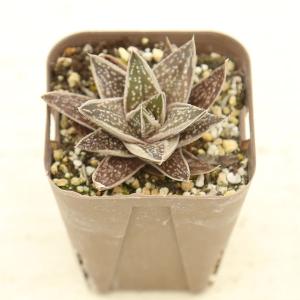 多肉植物 ガステリア グリーンアイス 7.5cm...の商品画像