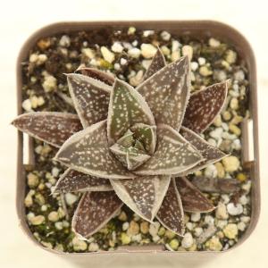 多肉植物 ガステリア グリーンアイス 7.5c...の詳細画像1