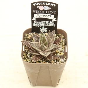 多肉植物 ガステリア グリーンアイス 7.5c...の詳細画像2
