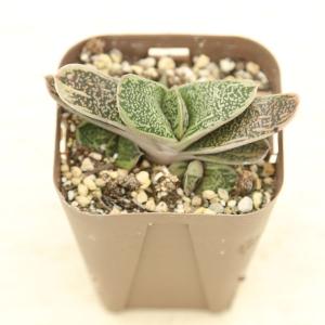 多肉植物 ガステリア リトルワーティー 7.5c...の商品画像