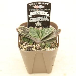 多肉植物 ガステリア リトルワーティー 7.5...の詳細画像1