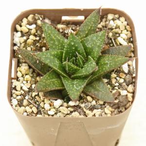 多肉植物 アガベ ミスターリップル 7.5cmポット苗 : ハニーミント