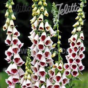 【当店農場生産】ジキタリス エルシーケルシー 9cmポット苗 鉢植えや花壇に最適！