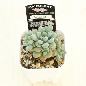 多肉植物 エケベリア ロココ 7.5cmポット苗の詳細画像2