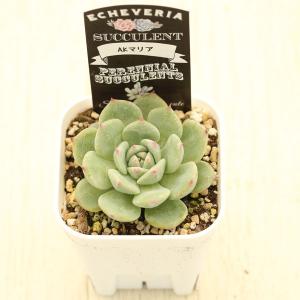 多肉植物 エケベリア AKマリア 7.5cmポット苗の詳細画像2