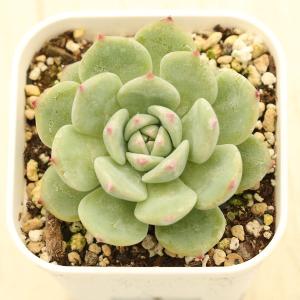 多肉植物 エケベリア AKマリア 7.5cmポット苗の詳細画像1