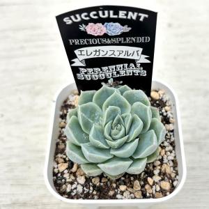 多肉植物 エケベリア エレガンスアルバ 7.5...の詳細画像1