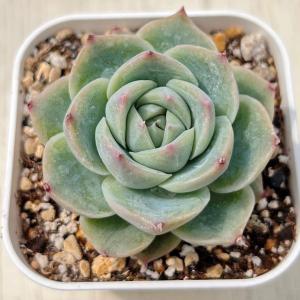 り*ぺ様 A355-4　ブルミニマ錦　105苗　多肉植物　土根付き　エケベリア り*ぺ様 A355-4 ブルミニマ錦 105苗 多肉植物 土根付き エケベリア