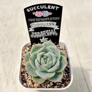 多肉植物 エケベリア ピンククリスタル 7.5...の詳細画像2