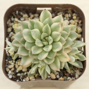 多肉植物 グラプトペタルム だるま秋麗(だるましゅうれい) 7.5 多肉植物 グラプトペタルム だるま秋麗(だるましゅうれい) 7.5