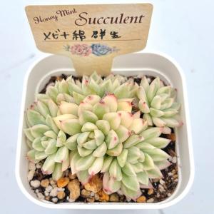 多肉植物 エケベリア メビナ錦 7.5cmポット苗の詳細画像1