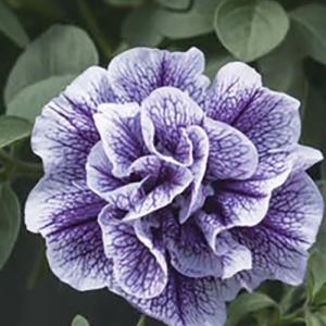 【当店農場生産】八重咲きペチュニア ビバダブル バイオレットベイン（花なし苗） 9cmポット苗