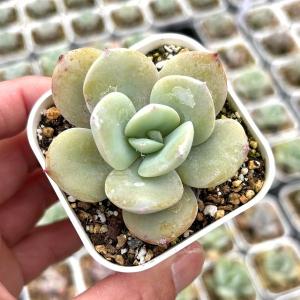 多肉植物 エケベリア ミルクティー 7.5cmポット苗の商品画像
