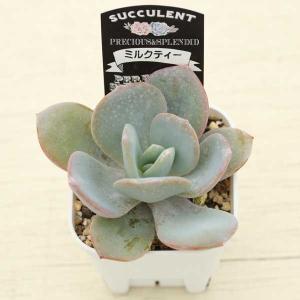 多肉植物 エケベリア ミルクティー 7.5cm...の詳細画像2