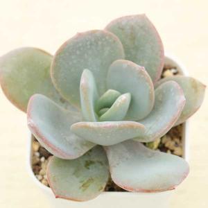 多肉植物 エケベリア ミルクティー 7.5cm...の詳細画像1