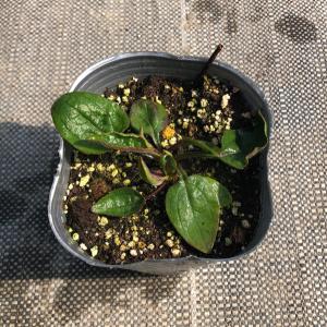 【当店農場生産】エキナセア ポリネーション ホ...の詳細画像1