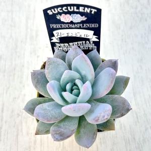 多肉植物 エケベリア スノーエンジェル 7.5...の詳細画像1