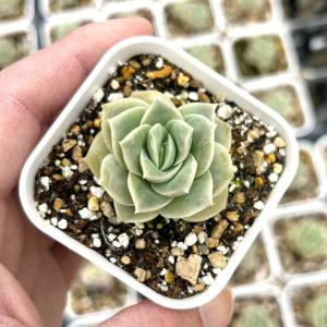 多肉植物 エケベリア ルンヨニー錦 7.5cmポット苗 : ハニーミント