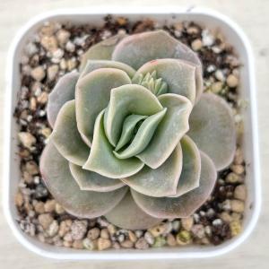 多肉植物 エケベリア ラブリーローズ 7.5c...の詳細画像1