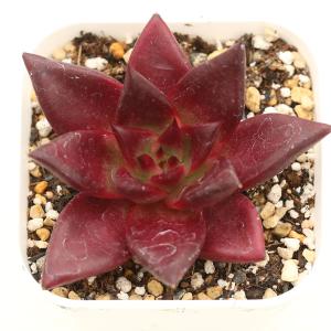 多肉植物　モンブラン 64a94bcbb8b6f8c75245609530cbad