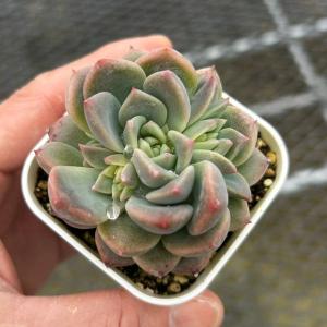 多肉植物 エケベリア ドライアイス 7.5cmポット苗 : ハニーミント