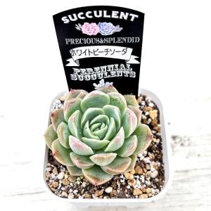 多肉植物 エケベリア ホワイトピーチソーダ 7...の詳細画像1
