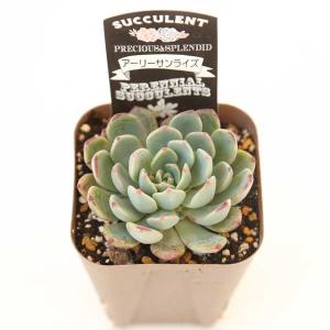 多肉植物 エケベリア アーリーサンライズ 7....の詳細画像1