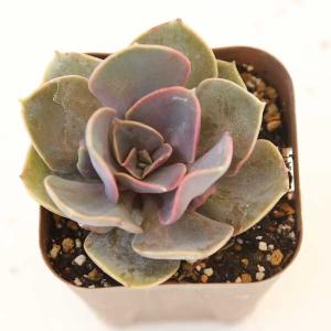 多肉植物 エケベリア トランペット 7.5cmポット苗