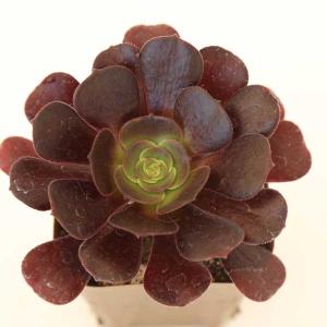 多肉植物 アエオニウム ベロア 7.5cmポット苗