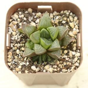 多肉植物 夕映え♡抜き苗(^○^) アエオニウム 夕映え 【多肉植物 3.5号ポット】｜ 【植物の