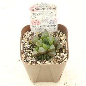 多肉植物 ハオルチア ピリフェラ ロングリーフ...の詳細画像1