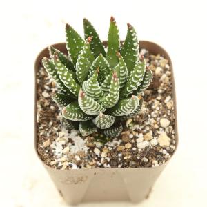 多肉植物 ハオルチア ピリフェラ ロングリーフ 7.5cmポット苗 : ハニー