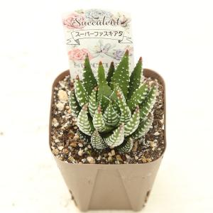 多肉植物 ハオルチア スーパーファスキアタ 7...の詳細画像1