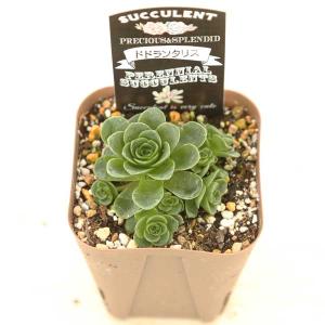 多肉植物 アエオニウム ドドランタリス 7.5...の詳細画像1